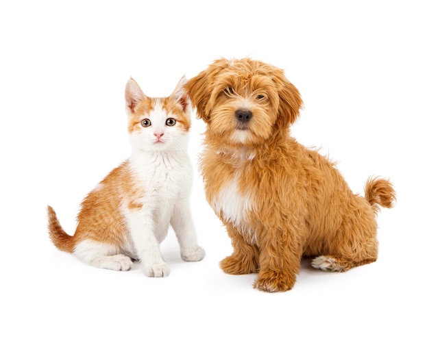 Cucciolo e gattino arancione e bianco