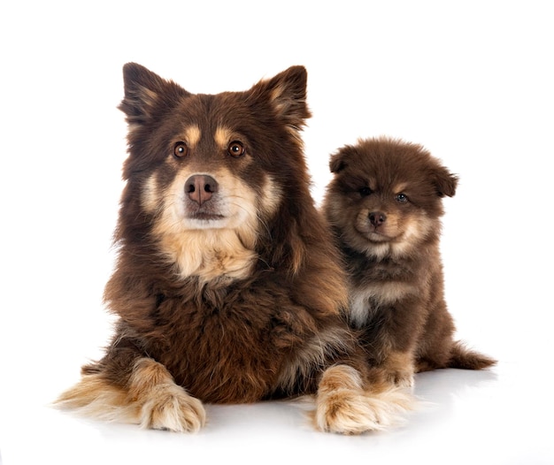 Cucciolo e Lapphund finlandese adulto in studio