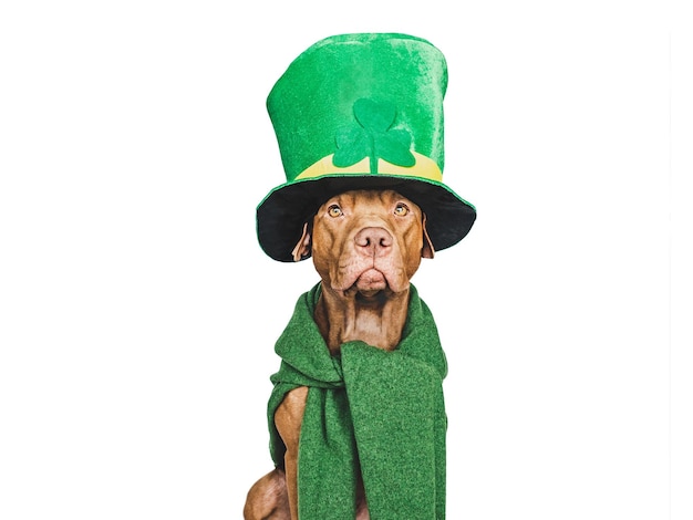 Cucciolo e un cappello da folletto verde brillante