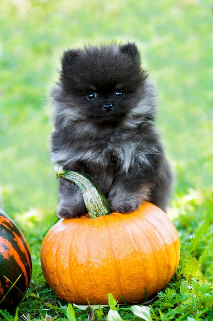 Cucciolo e zucca divertenti del cane di Pomerania