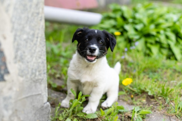 Cucciolo felice di sorriso bianco e nero sveglio.