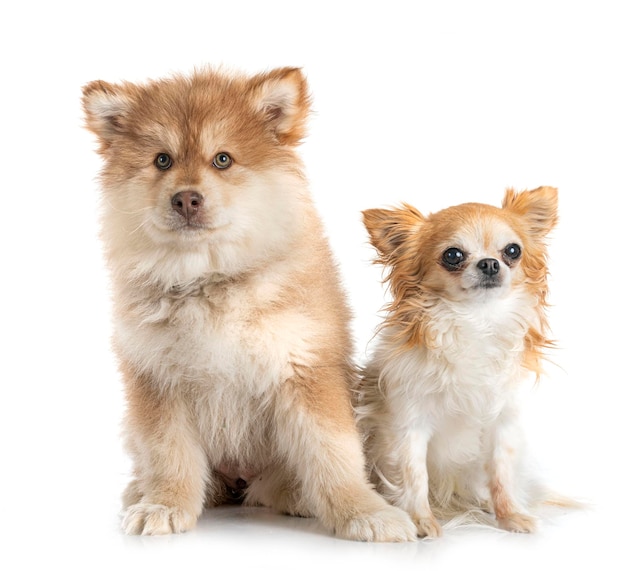 cucciolo finlandese Lapphund e chihuahua