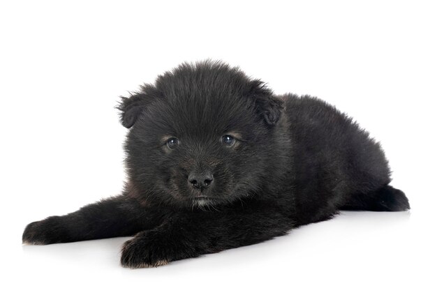 Cucciolo finlandese Lapphund