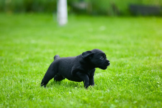 Cucciolo giocoso di labrador nero Cucciolo di Labrador su erba verde