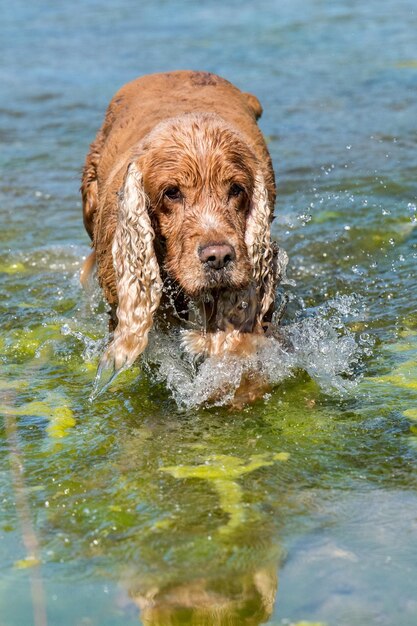 Cucciolo giovane cane Cocker spaniel inglese durante l'esecuzione in acqua