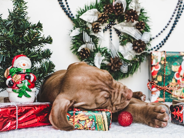 Cucciolo giovane e affascinante con decorazioni natalizie