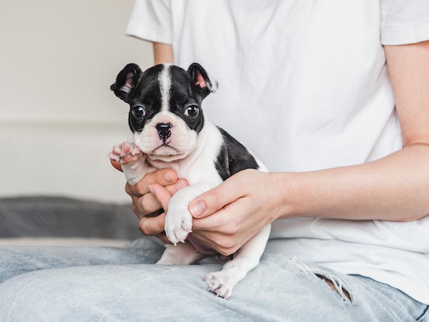 Cucciolo grazioso amabile e mani femminili Primo piano