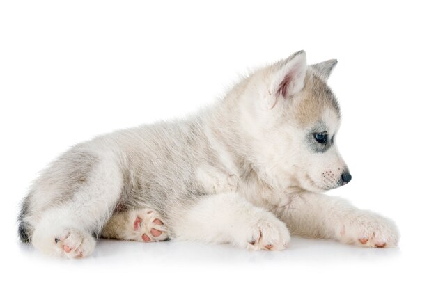 cucciolo husky siberiano