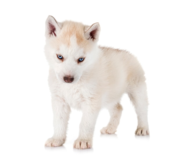 cucciolo husky siberiano