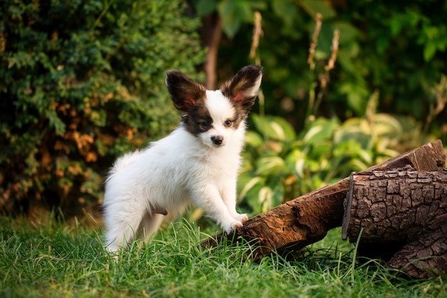 Cucciolo in giardino