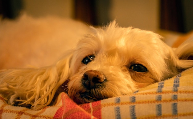 cucciolo in un letto