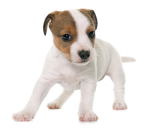 cucciolo jack russel terrier