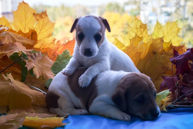 Cucciolo Jack Russell carino e divertente