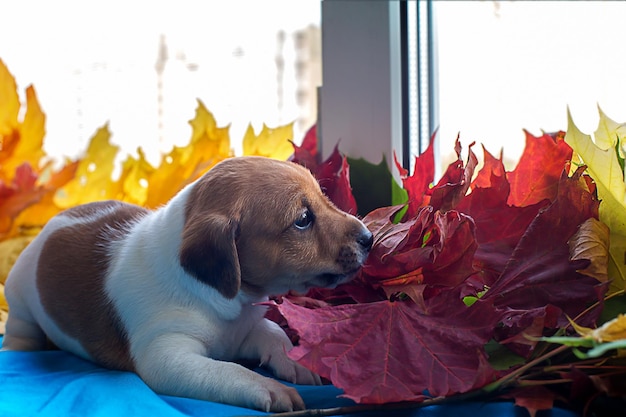 Cucciolo Jack Russell in foglie d'autunno