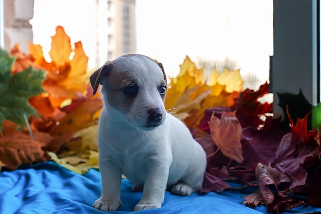 Cucciolo Jack Russell in foglie d'autunno