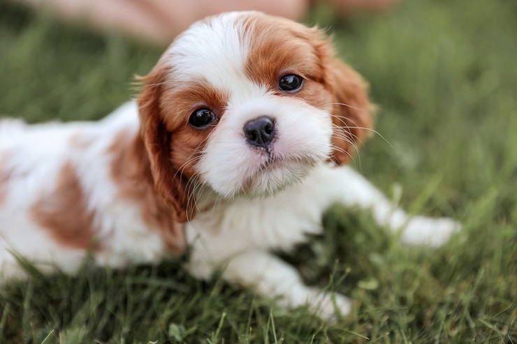 Foto cucciolo king charles spaniel si trova sull'erba nella calda estate