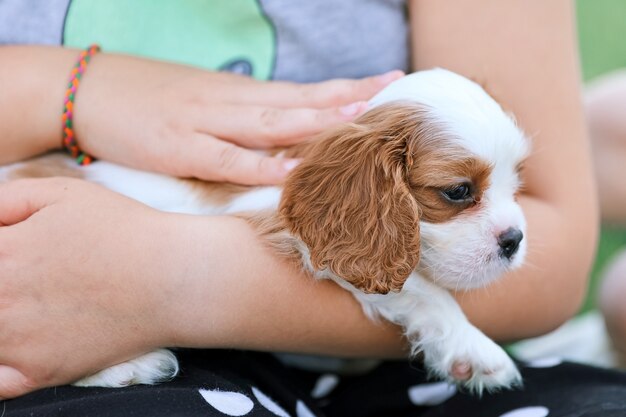 Cucciolo King Charles Spaniel sulle sue mani sullo sfondo della natura