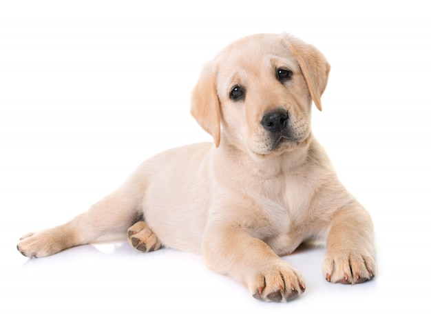 cucciolo labrador retriever