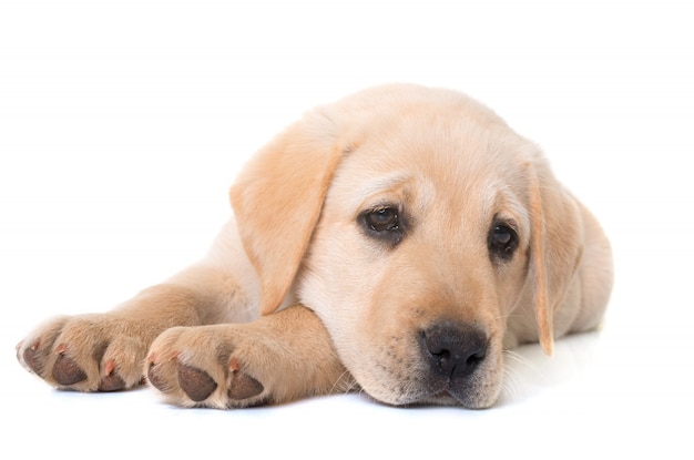 cucciolo labrador retriever