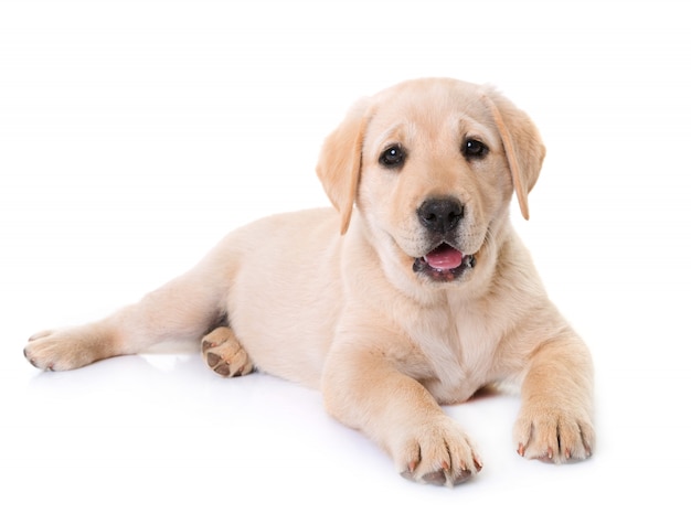 cucciolo labrador retriever