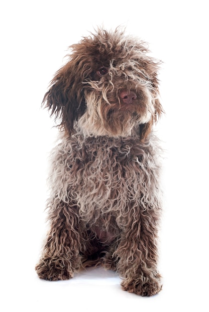 cucciolo Lagotto Romagnolo