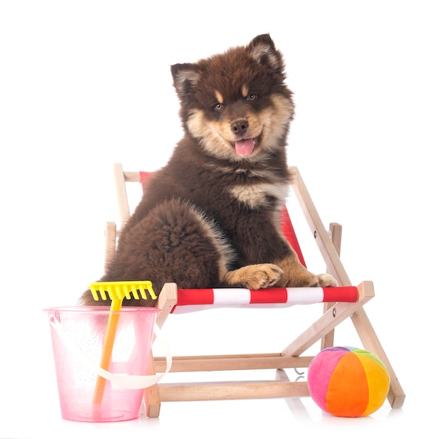 Cucciolo Lapphund finlandese in studio