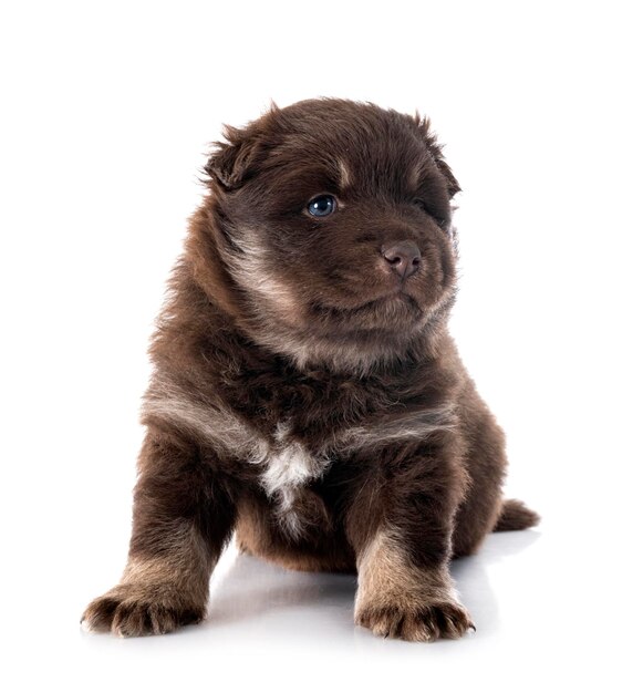 Cucciolo Lapphund finlandese in studio