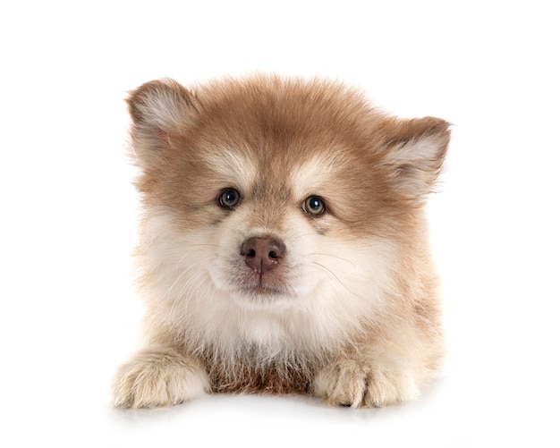 Cucciolo Lapphund finlandese in studio