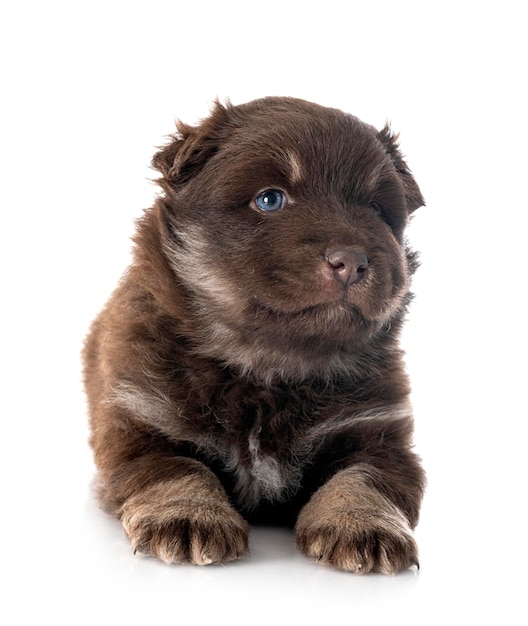 Cucciolo Lapphund finlandese in studio