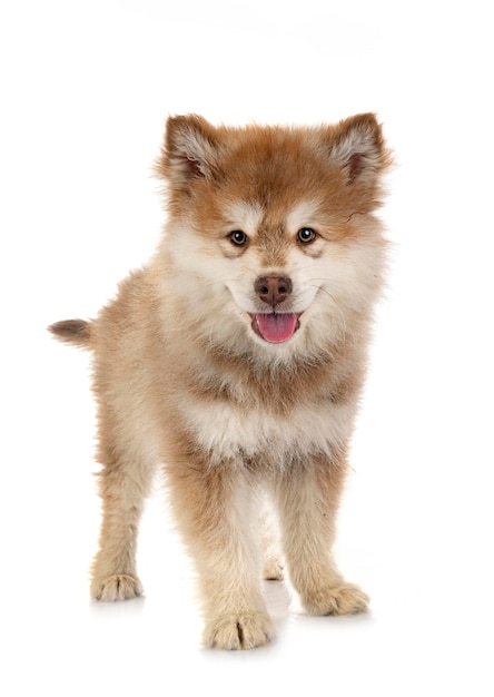 Cucciolo Lapphund finlandese in studio