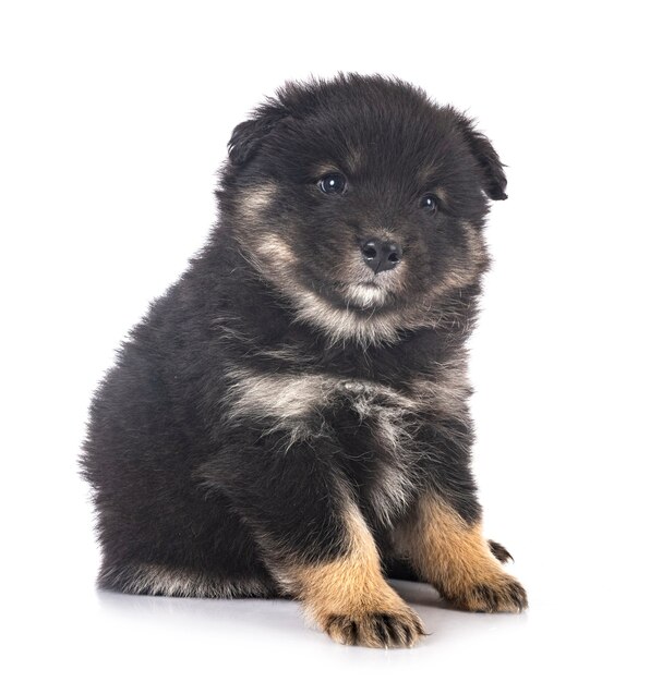 Cucciolo Lapphund finlandese isolato su bianco