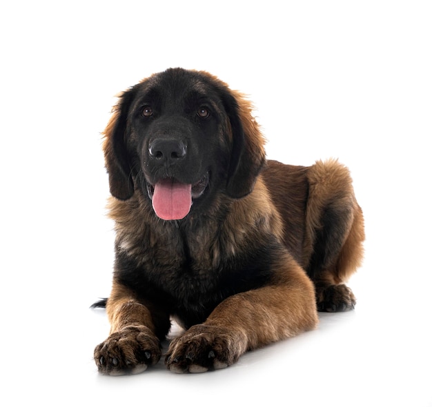 Cucciolo Leonberger in studio