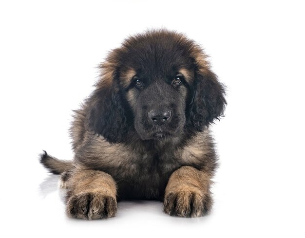 Cucciolo Leonberger isolato