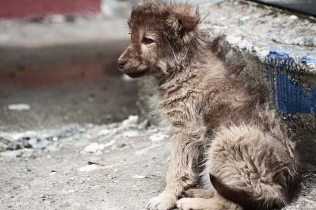 Cucciolo malato che ha bisogno di attenzioni