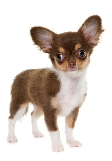 Cucciolo marrone chihuahua