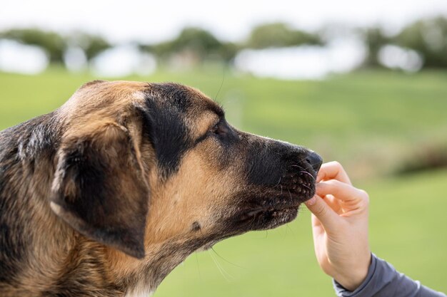 Cucciolo mastino spagnolo che riceve il premio di formazione