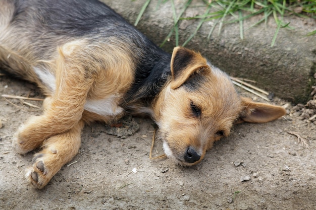 Cucciolo meticcio che fa una siesta