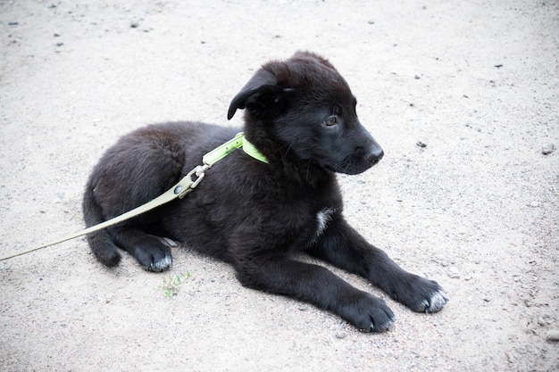 Cucciolo nero al guinzaglio sdraiato a terra all'aperto