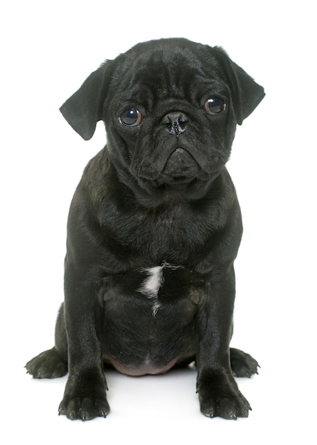 cucciolo nero pug