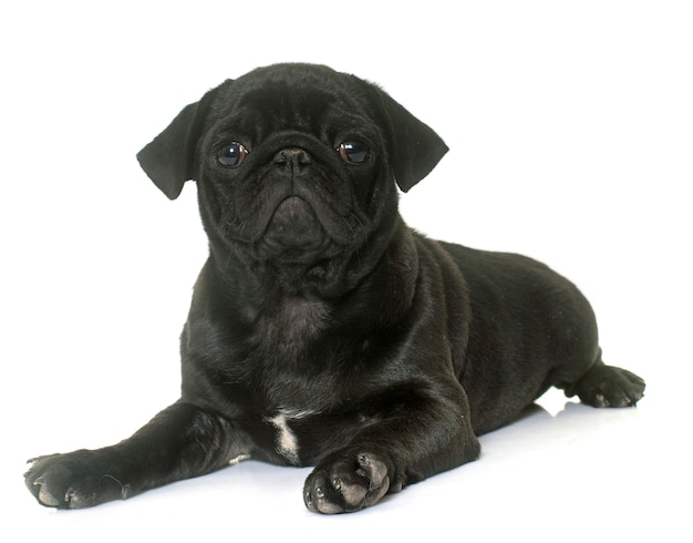 cucciolo nero pug