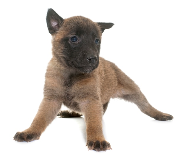 cucciolo pastore belga malinois