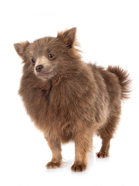 Cucciolo pomeranian sulla parete bianca