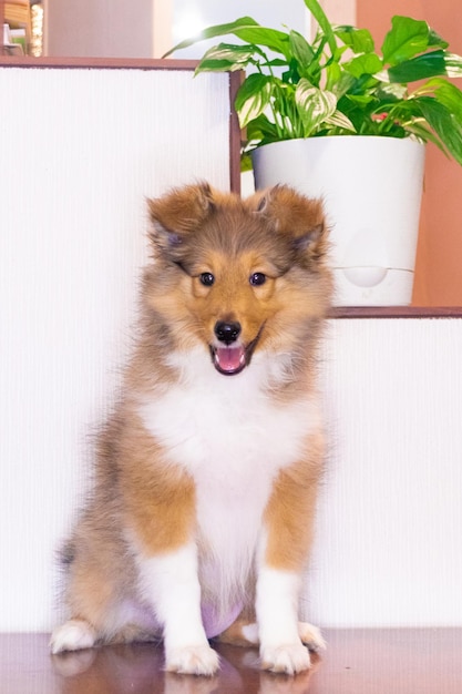 Cucciolo rosso di cane pastore delle Shetland