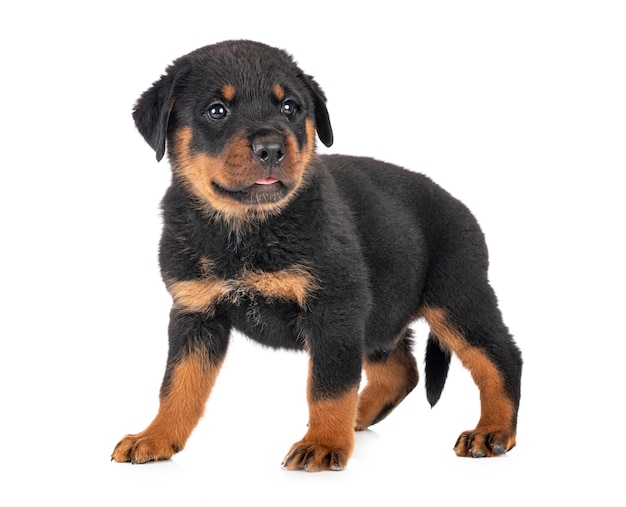 cucciolo rottweiler