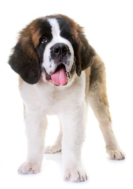 cucciolo saint bernard