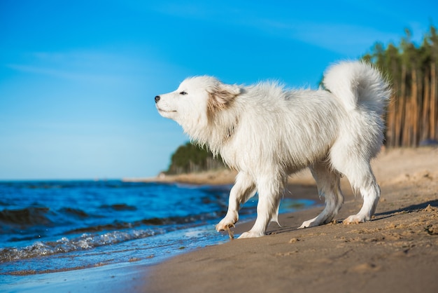 Cucciolo Samoiedo seduto in riva al mare