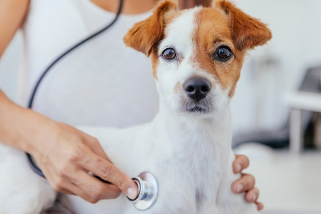 Cucciolo sano pronto per l'ispezione annuale dal veterinario