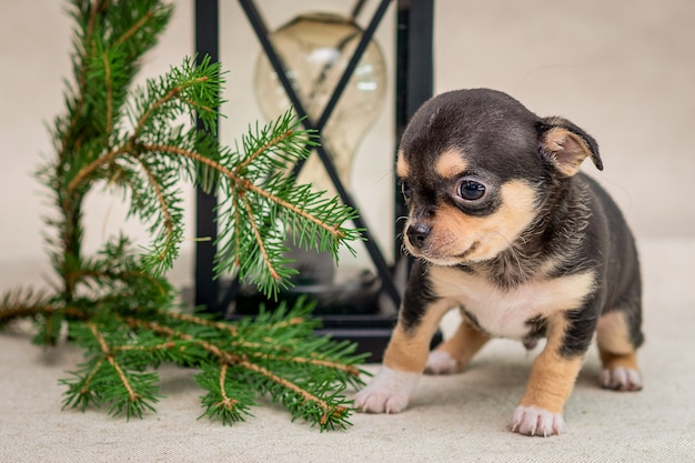 Cucciolo scuro di Chihuahua si siede accanto a una vecchia lampada e rami di abete rosso.