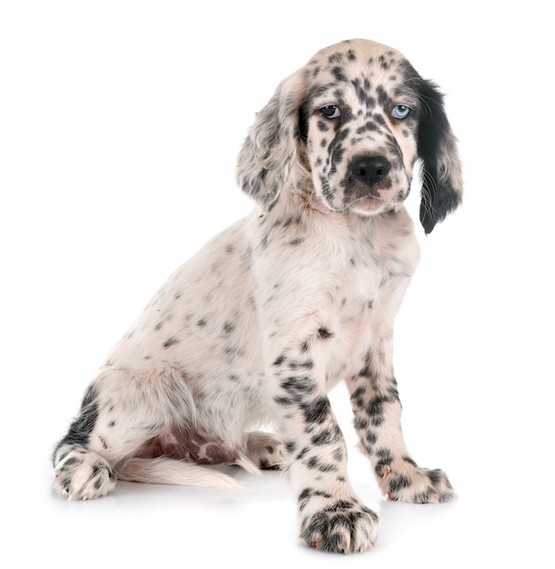 Cucciolo setter inglese