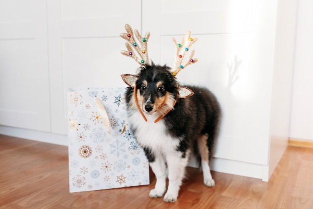 Cucciolo shelty carino con corna di cervo di Natale